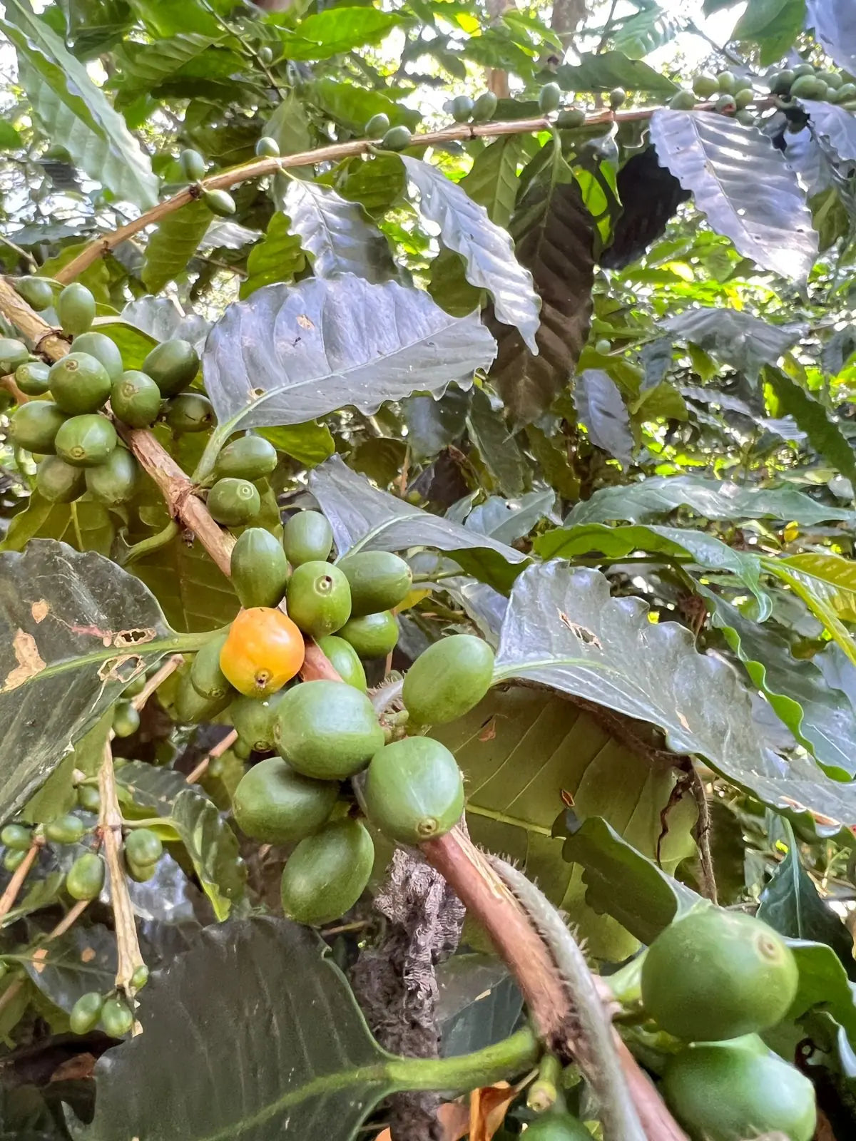 Green coffee cherries still ripening on Jorge's farm