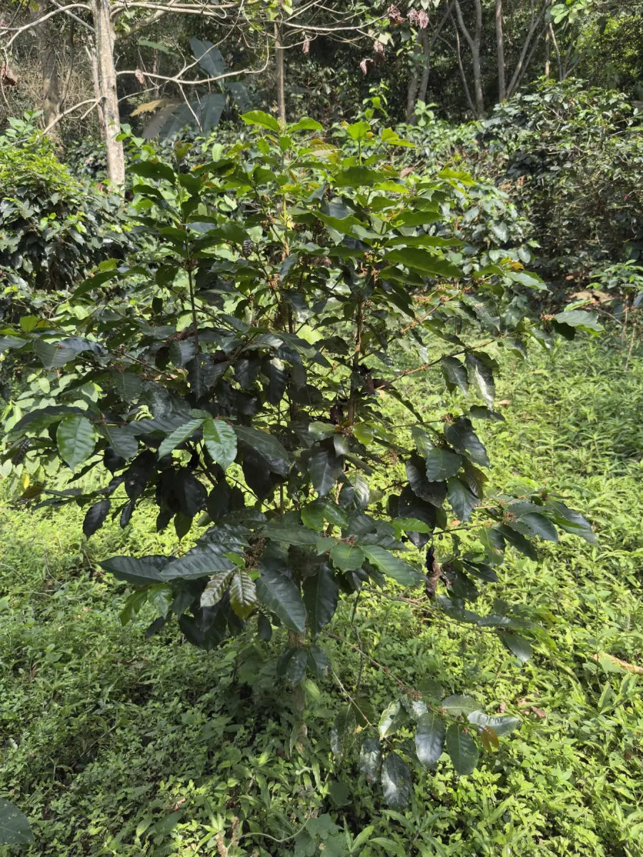A coffee plant growing among the wild vegetation of the Sierra Nevada
