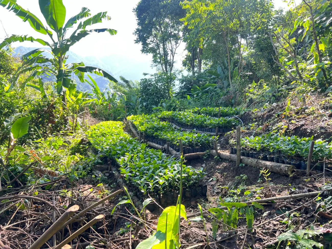 Young coffee plants in the nursery on the mountain