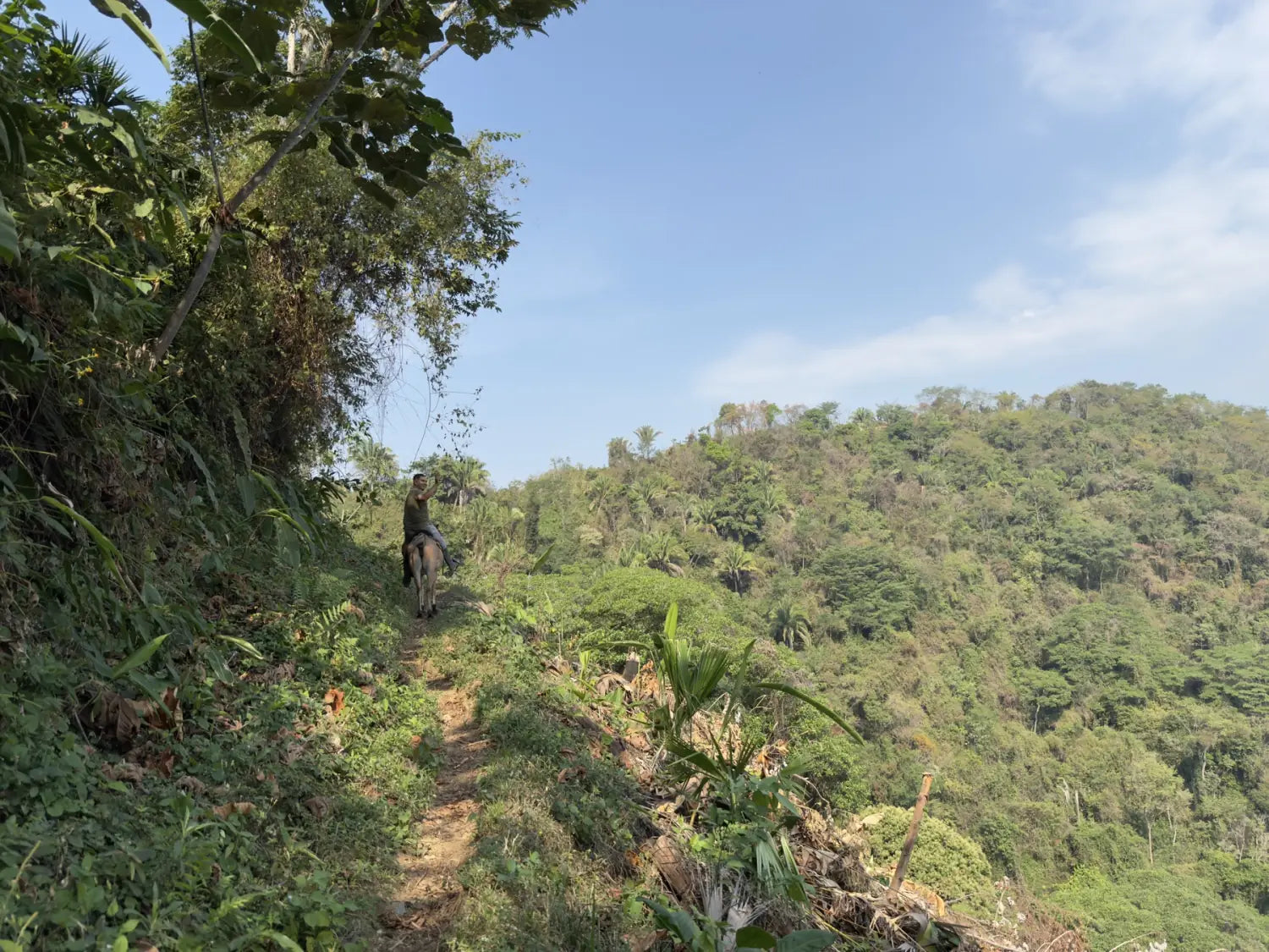 Jorge on horseback on the narrow path to his coffee farm