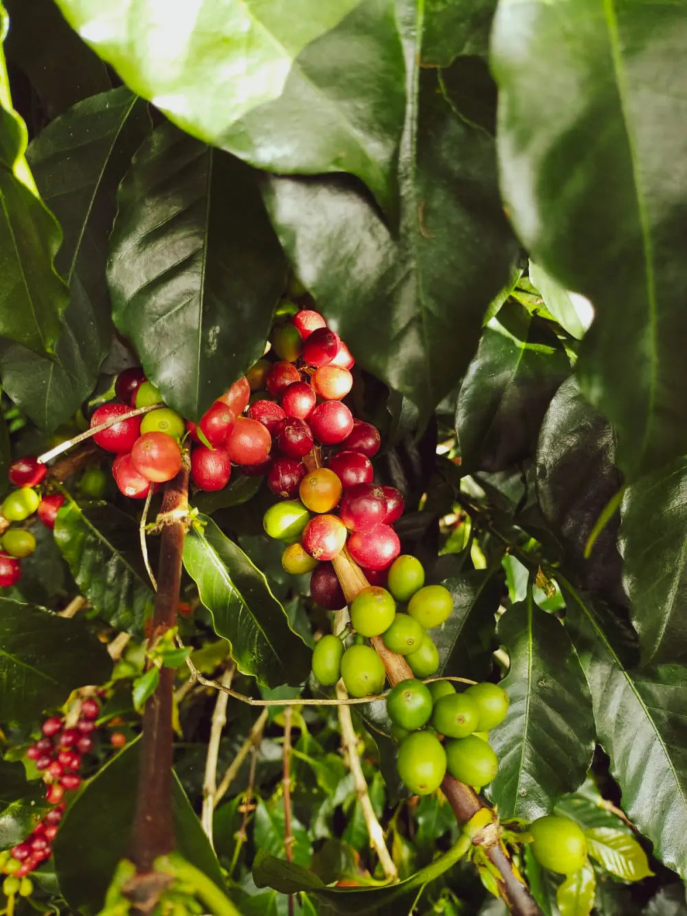 Ripe coffee cherries growing at Finca Linda Laja