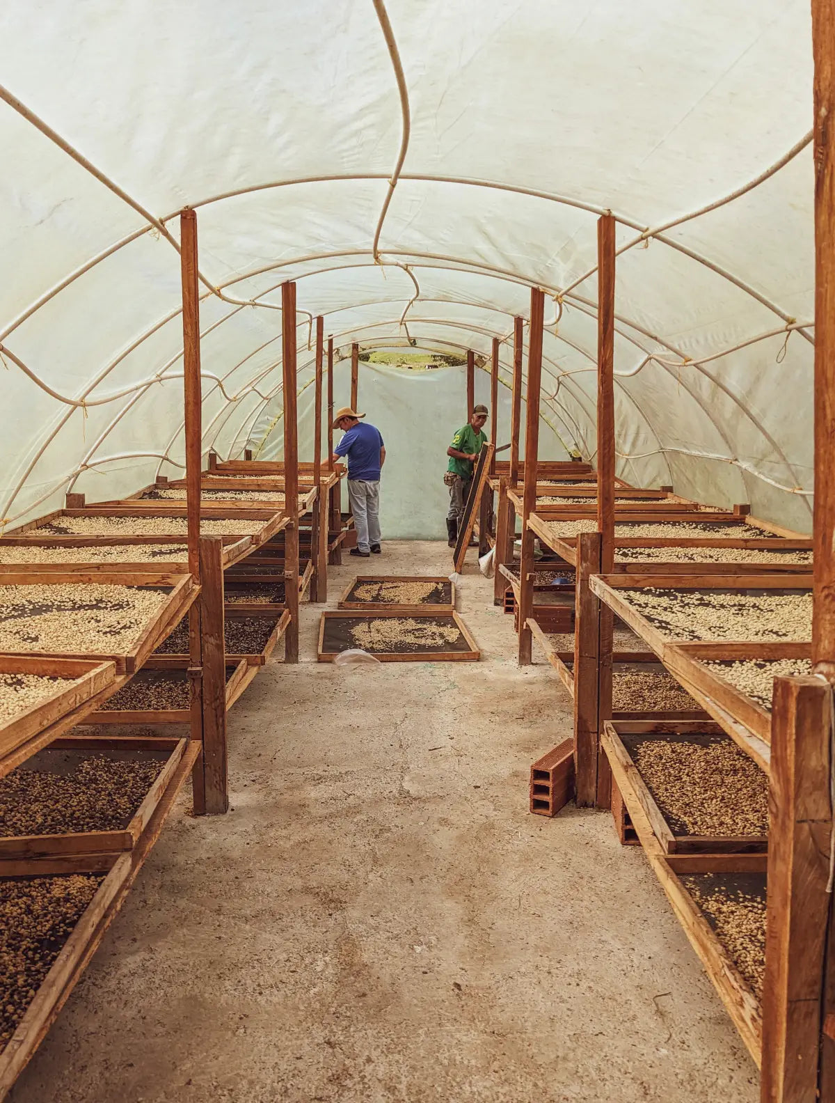 Coffee drying on raised beds at Finca Linda Laja