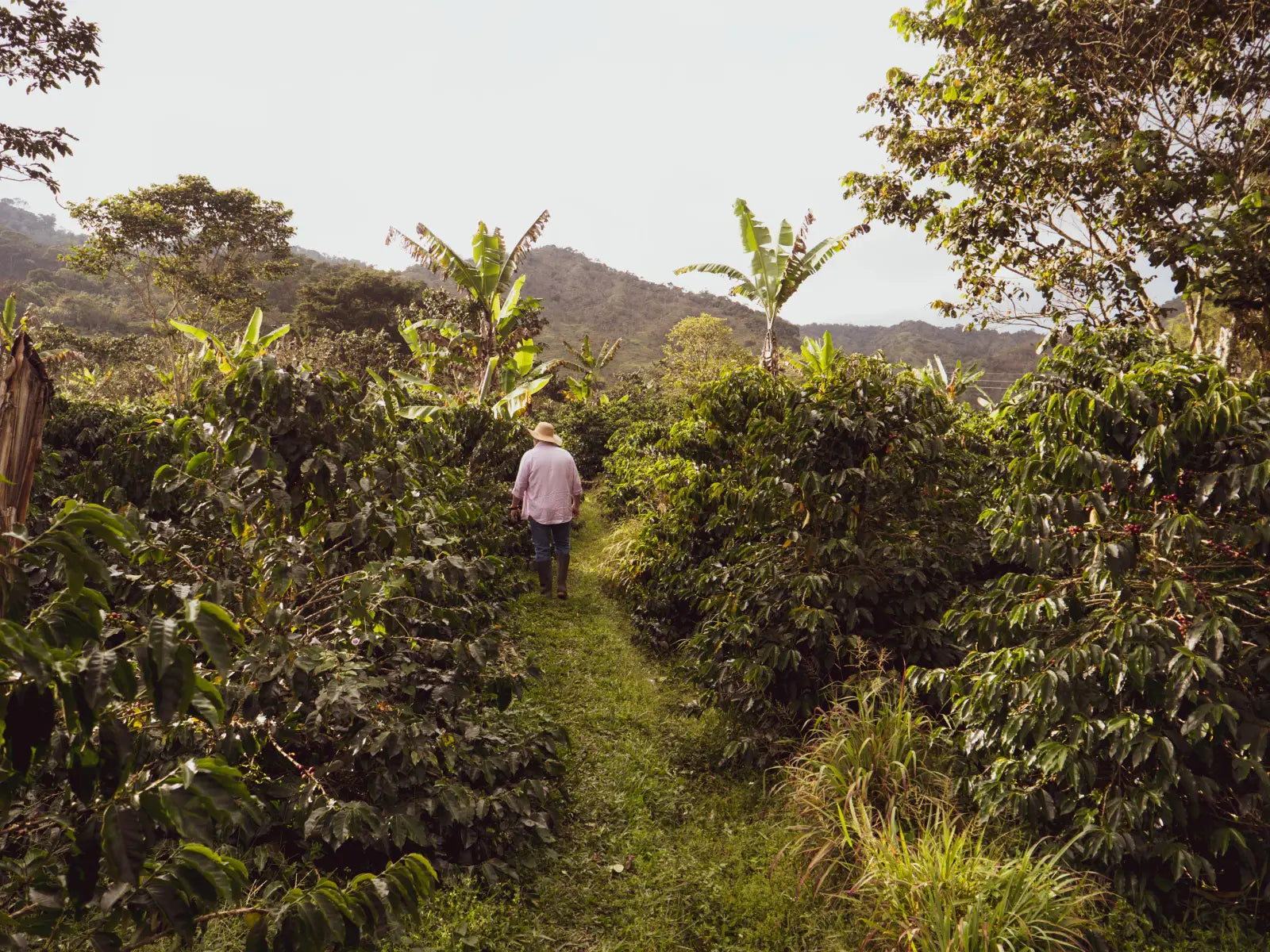 Finca Linda Laja coffee farm in Antioquia, Colombia